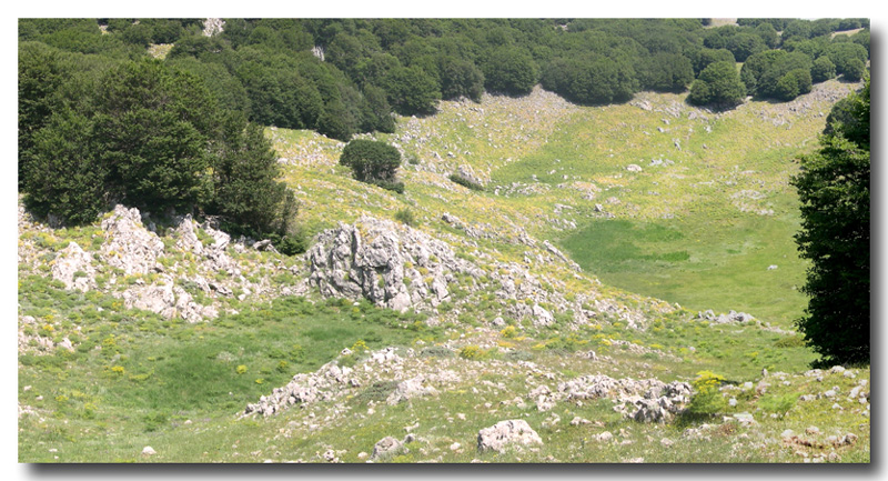 I tesori delle Madonie: Aricia eumedon (Lycaenidae)